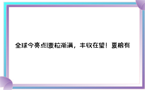 全球今亮点|麦粒渐满，丰收在望！夏粮有望再获丰收 旺季收购量预计约7000万吨